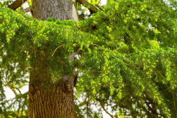 Fototapeta premium selective focus of cedrus deodara tree leafs (Himalayan cedar) in springtime with blurred background