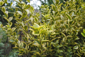 gato,naturaleza,monte,desenfoque ,baloncesto,balon,gatitos,frutas 