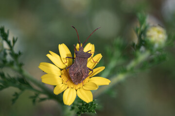 chinche en una flor amarilla 
