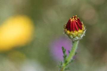 flor roja y amarilla