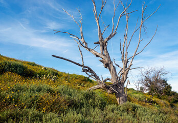 Landscape with bare tree and lush yellow brittlebush wildflowers on a bright, sunny day in spring in the wetlands.