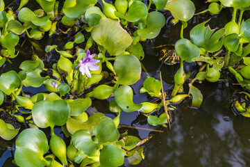 Floating plant with lovely flower