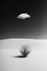 Ein Strauch alleine in der Wüste bei blauem Himmel und weißem Sand mit einer einzelnen Wolke am Himmel in schwarz weiß