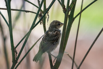 cría de gorrión común  (Passer domesticus)