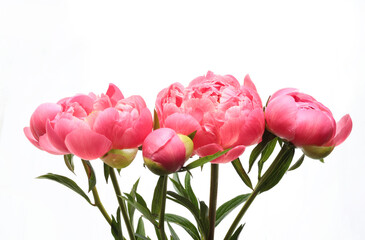 Bouquet di fiori di peonia rosa isolati su sfondo bianco.