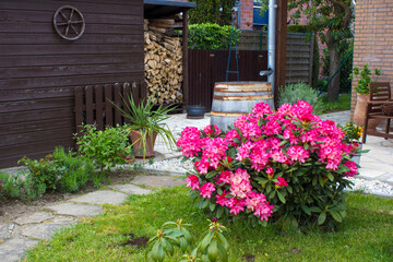 Rustic garden -  blooming pink rhododendron flowers