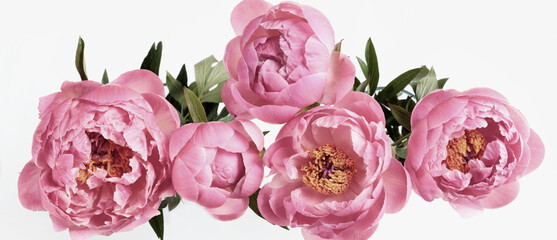 Obrazy  Bellissimi fiori di peonie rosa isolati su sfondo bianco.