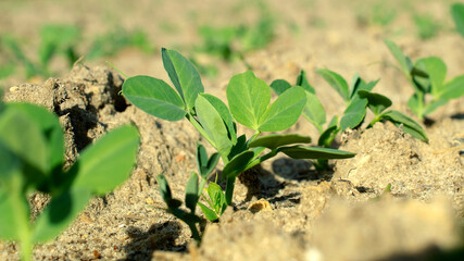 Young plant of green, vegetable peas. A young plant of green peas in the garden of early spring. A young vegetable pea plant on the soil, Pisum sativum. Sprout of green peas, cultivation.