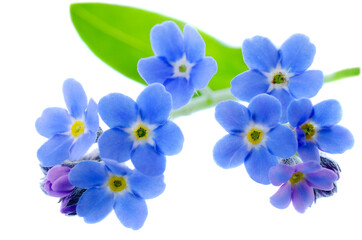 Fototapeta na wymiar Blue wild flowers forget-me-nots isolated on white background, clipping path. Blue forget-me-not flower isolated on white background. Forget-me-nots, delicate spring flowers.