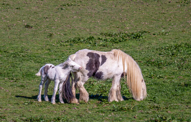 irish cob mare and foal grazing in the pasture 