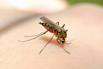 Macro of a mosquito sucking blood. Closeup a mosquito sucking human blood. Infectious insect parasite, the bite of a mosquito infected with malaria. Encephalitis, yellow fever, Zika virus, malaria.
