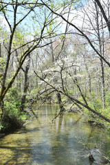 Creek through Forest