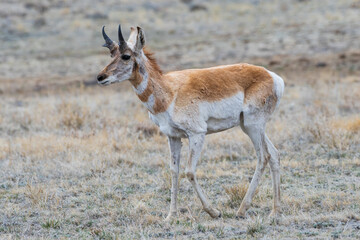 Naklejka na ściany i meble Pronghorn Antelope on the Open Prairie of Colorado