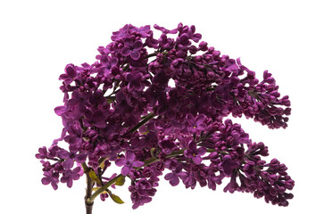 lilac flowers isolated