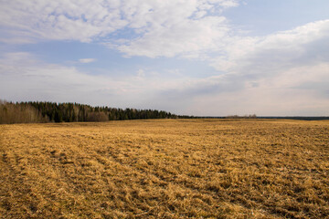 natural background landscape early spring blue sky and yellow field