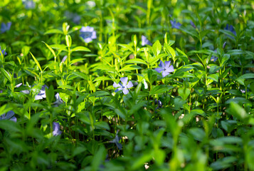 periwinkle flowers growing in the forest