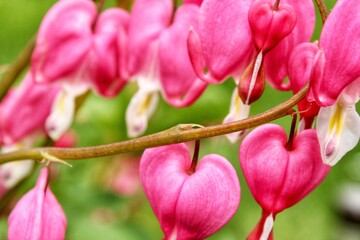 Bleeding Heart Blooms 