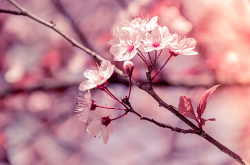 Fototapeta na wymiar Natural background with sakura flowers. Sakura branch
