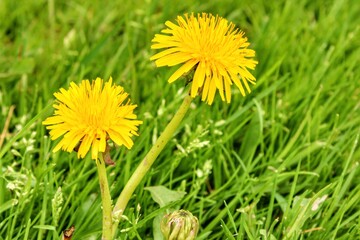 dandelion in grass