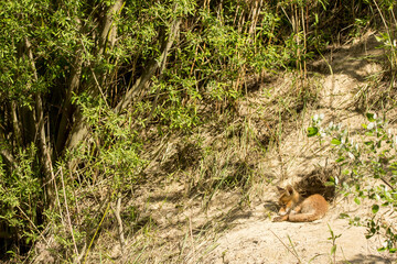 Naklejka na ściany i meble Red fox young juvenile immature baby (Vulpes vulpes) european fox sleeping and resting in front of the hole, Fox in natural habitat in spring, order carnivora