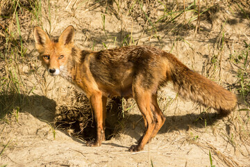 Red fox adult female (Vulpes vulpes) large european fox in front of the hole during mating season with young fox inside the nestig hole. Fox in natural habitat in spring, order carnivora