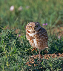 Burrowing Owl Standing on One Leg