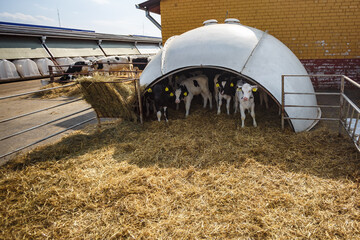 white plastic calfhutch on straw. Little calf standing in cage in livestock barn on daity farm....