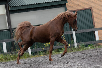 Beautiful chestnut horse running in paddock on the sand background