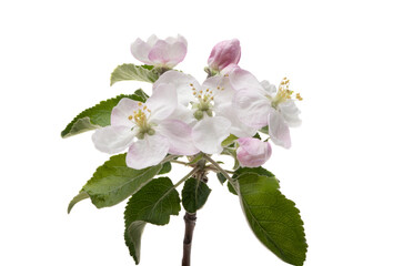 apple tree flowers isolated