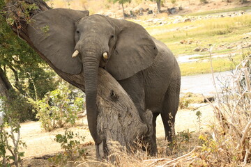 Elephant hugging a tree