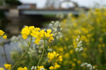 Fototapeta premium Yellow wildflowers in the field on the edge of town with soft focus background