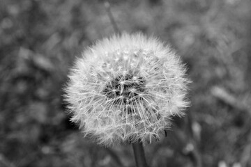 dandelion head black and white 