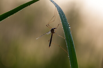 A big mosquito in dew on a blade of grass in the meadow in backlight in the early morning 