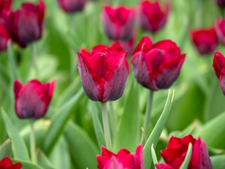 Blooming tulips. Beautiful spring flowers.