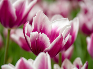 Blooming tulips. Beautiful spring flowers.