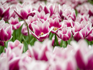 Fototapeta premium Blooming tulips. Beautiful spring flowers.