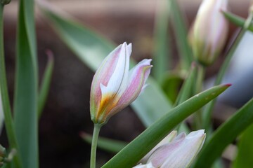 Polychrome tulip, Tulipa polychroma