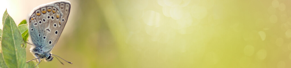 Butterfly on a spring meadow in the sunshine. Abstract spring and summer background banner. horizontal banner with space for text...