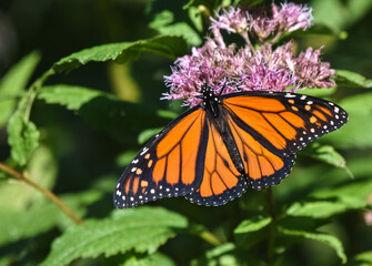 A male Monarch Butterfly (Danaus plexippus)  with stunning orange and black wings feeds on the pink flowers of Joe-Pye Weed (Eutrochium purpureum).  Closeup.  Copy space.