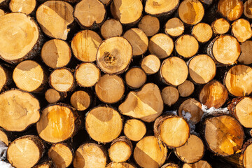 Beautiful detail of the cut pines illuminated by the light in the mountains of the Dolomites of Trentino Alto Adige, on a cold winter day, with blue sky. Italian Alps, Italy, Europe.