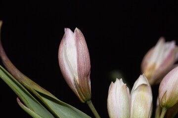 Obraz premium Polychrome tulip, Tulipa polychroma