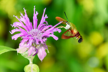 Wild pink Bee Baum also called wild bergamot with hummingbird moth with soft green and yellow background
