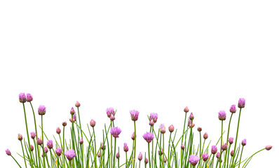 Chive blossoms on white background 