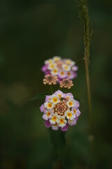 Wild nature flower