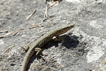 Catalan wall lizard, Podarcis liolepis