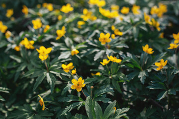 Beautiful yellow flowers in a spring forest.