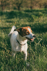 Adorable dog Jack Russell Terrier on a green grass in a garden.
