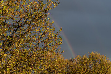 Regenbogen hinter einer Baumkrone