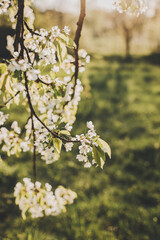 Branches of a blossoming tree on a garden background. Spring blossom.