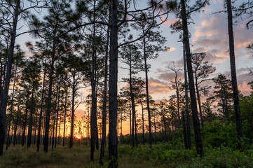 Sunrise in Longleaf Pine Savanna